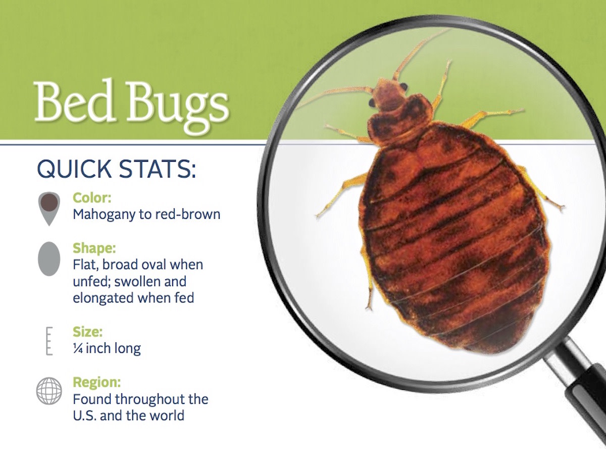 how-to-find-and-get-rid-of-bed-bugs