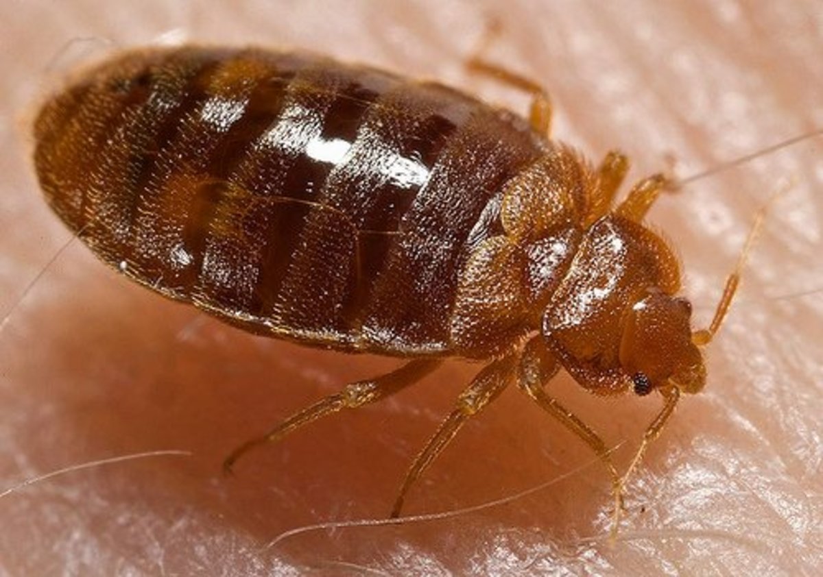 An adult bed bug up close.   (Photo by dermrounds at Flickr.com)