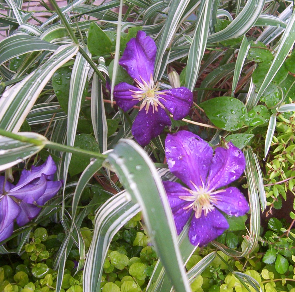 These Clematis, Jackmanii flowers are a nice purple.