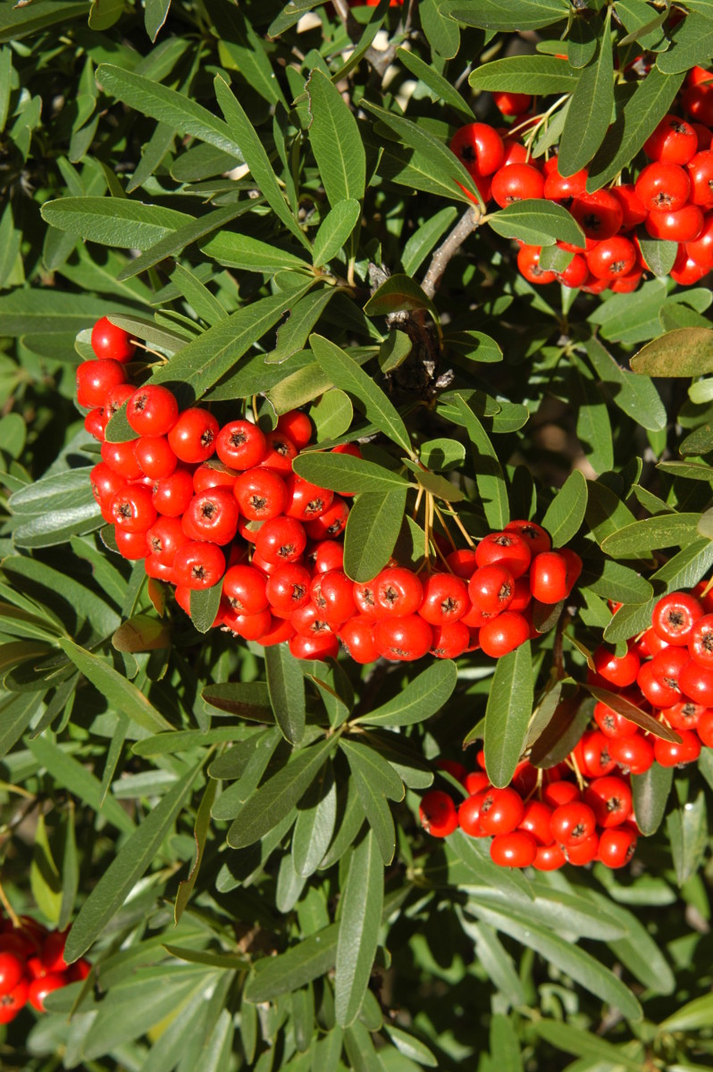 White Flowers Give Way to Red Berries on Pyracanthus