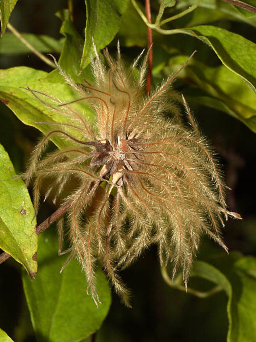 Clematis After Flowering