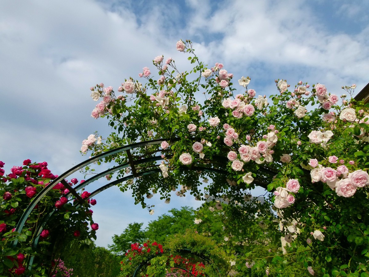 How to Train Climbing Plants Like Roses