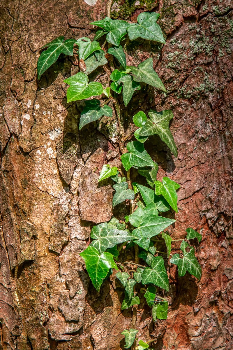 The Types of Climbers & Vines That Will Enhance Your Garden - Dengarden