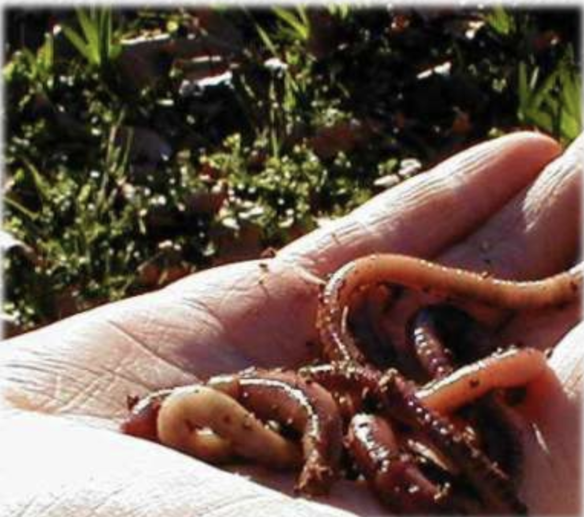 Red Wiggler Worms (Eisenia Foetida)