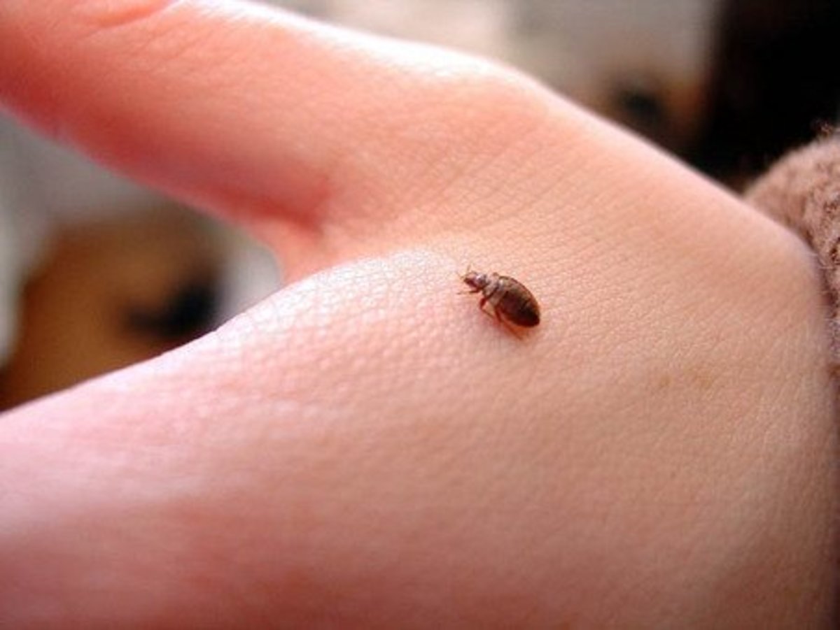 A Typical Bed Bug on a Human Hand