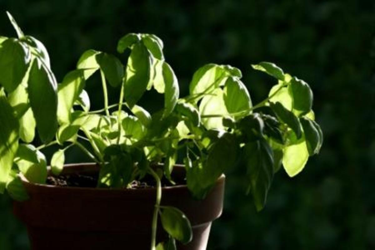 growing_herbs_in_pots