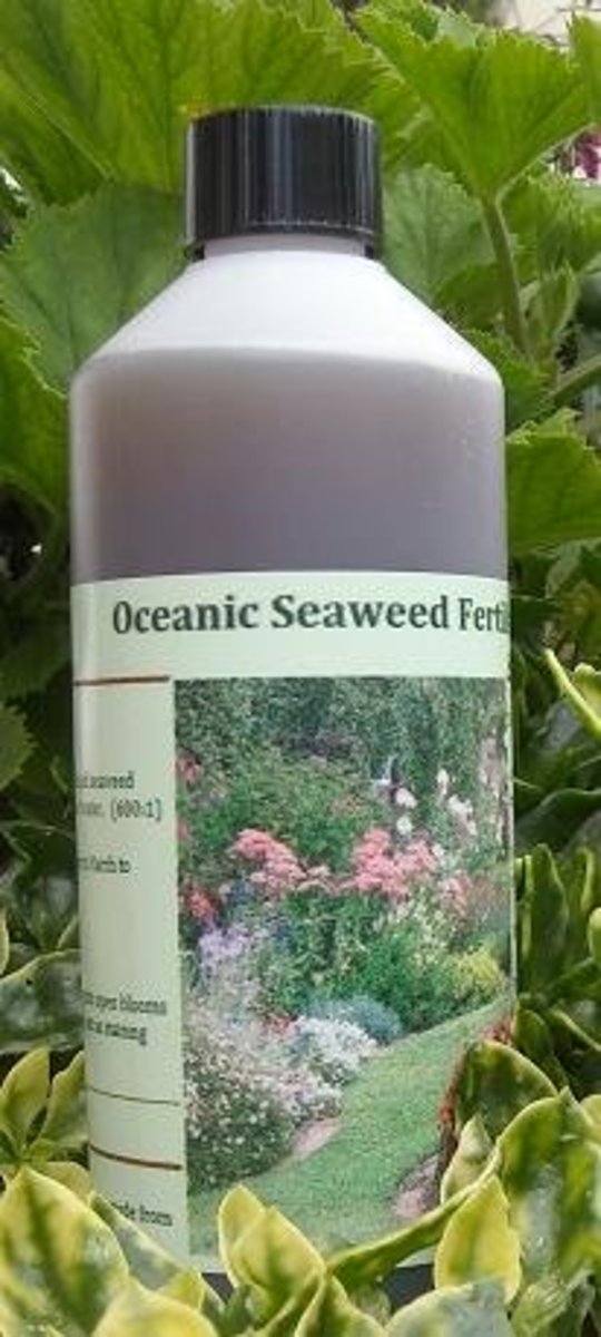 One of the best aspects of liquid seaweed fertilizer is how easy it is to adjust the concentration. Whether you need a diluted mixture for your lawn or a concentrated mixture for your plants, the process is as easy as just adding a little more water.