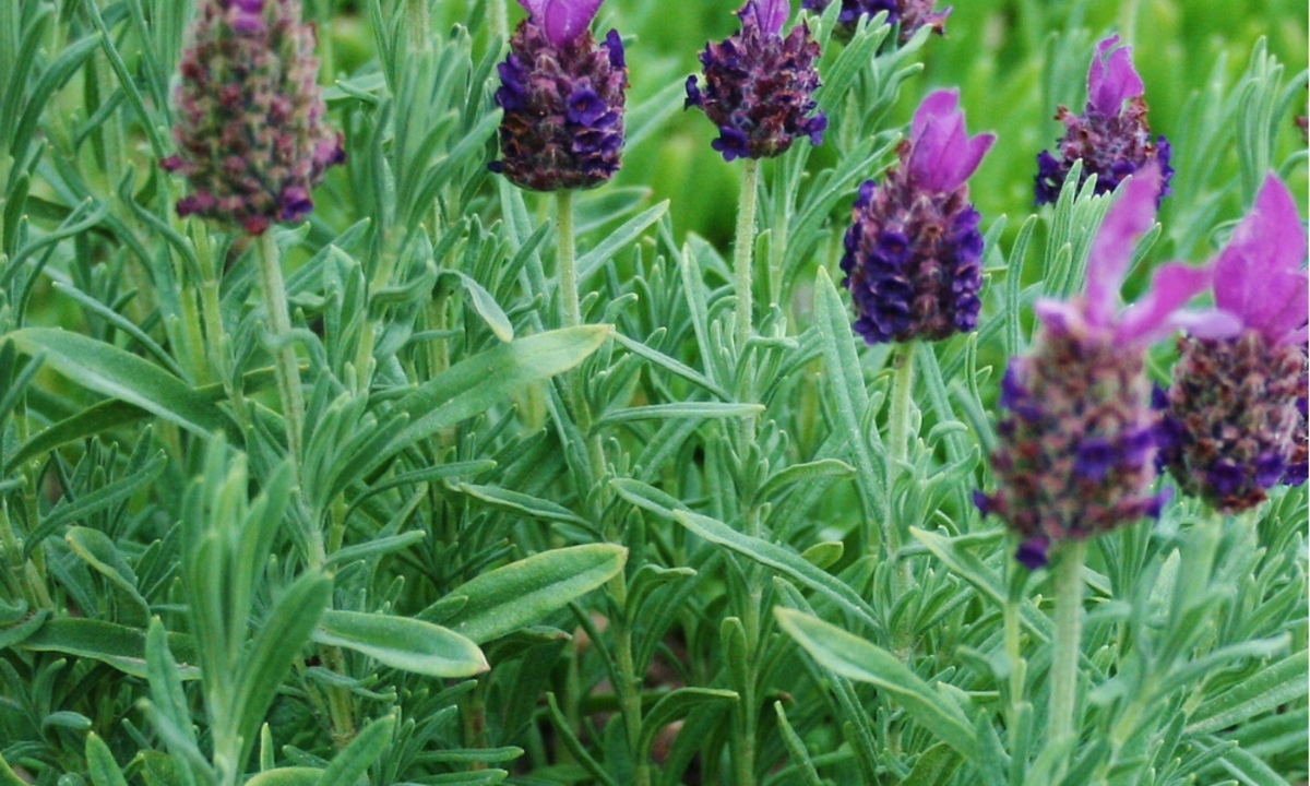 A lavender bloom.