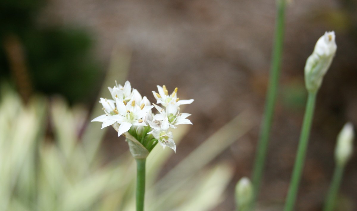 A chive blossom.