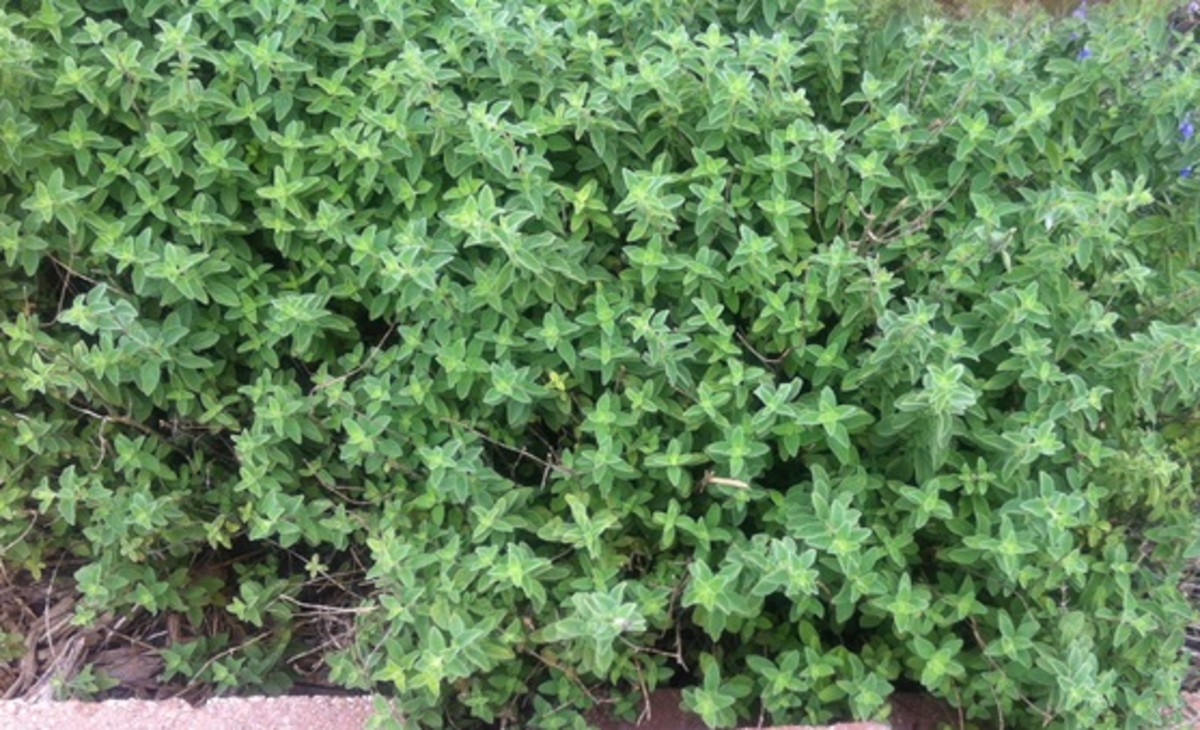9 Herbs for Your Perennial Herb Garden