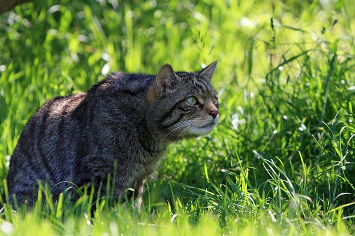 Cats are natural predators for birds