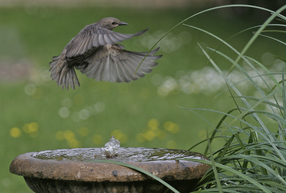 Keeping water near the bird house is a must.