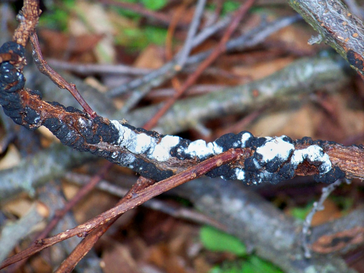 In the end, a white mold grows on this fungus and sadly your tree is disfigured  and weakened.