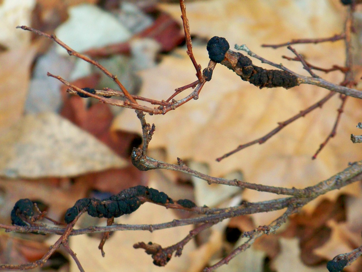 Black Knot Disease Progression Pictures HubPages