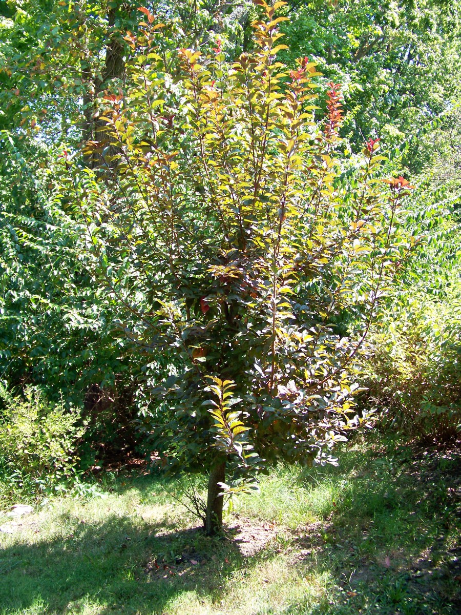 September -- the single branches are developing branches.