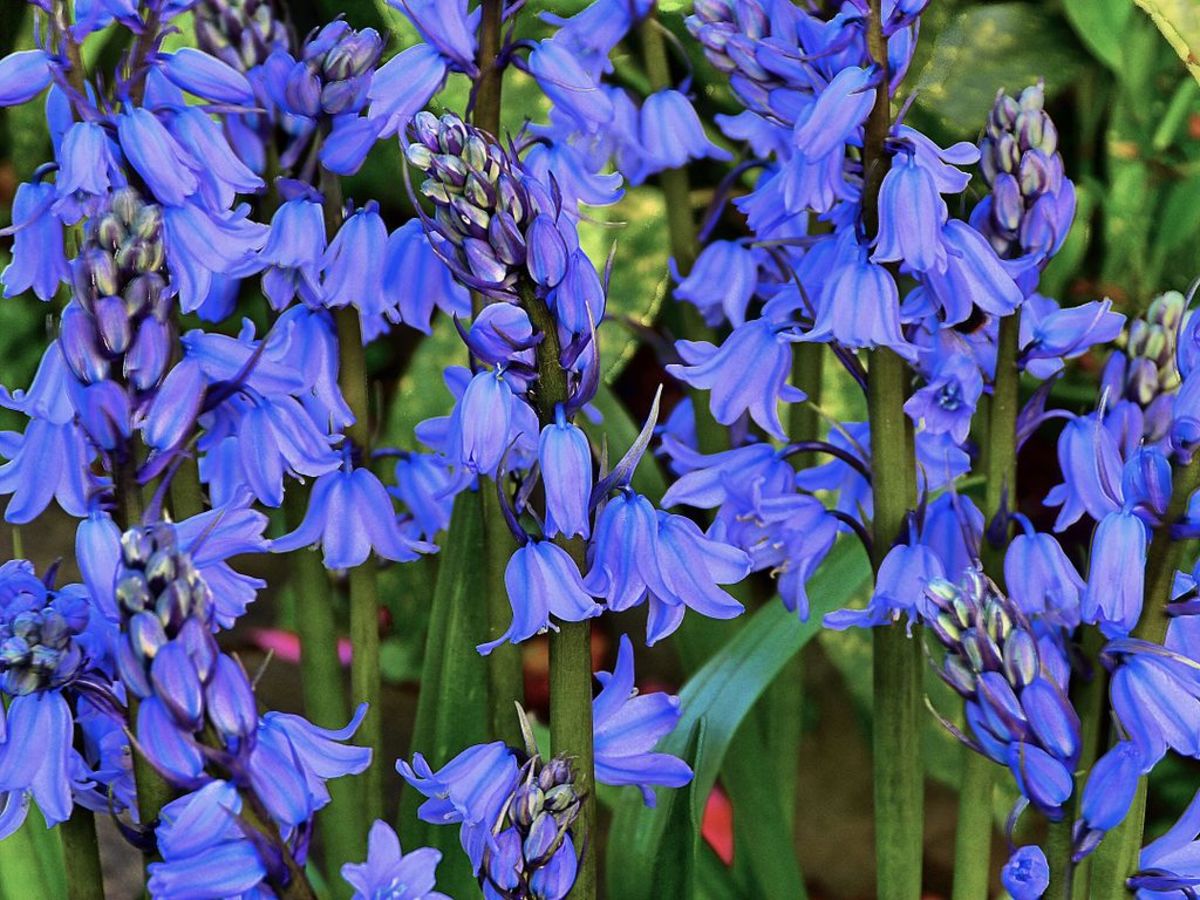Bluebell Flowers: Beautiful and Whimsical Perennials - Dengarden