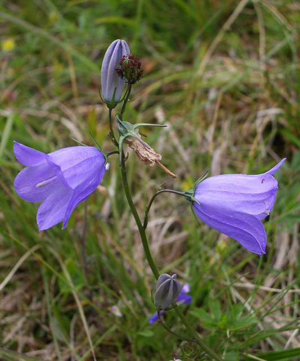 Scottish Bluebell also known as Campanula Rotundifolia.