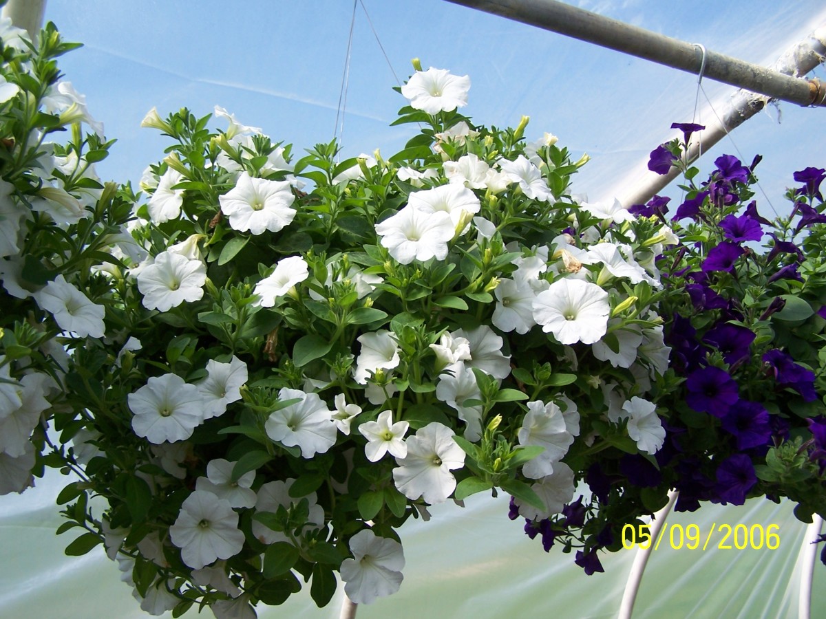 This is another white wave hanging basket. These plants were watered each day with a water soluble fertilizer.