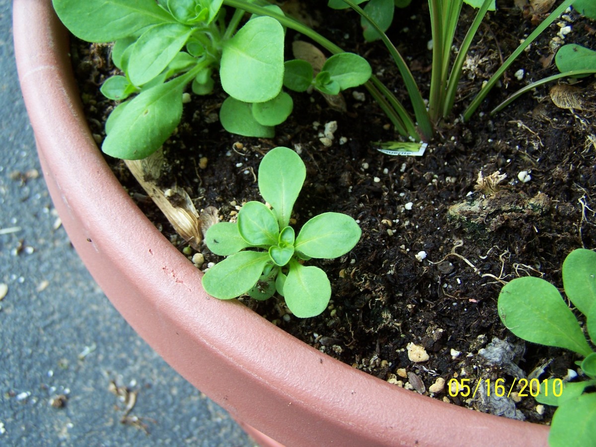 This is a small seedling from seeds that dropped out of a mature plant from the season past.