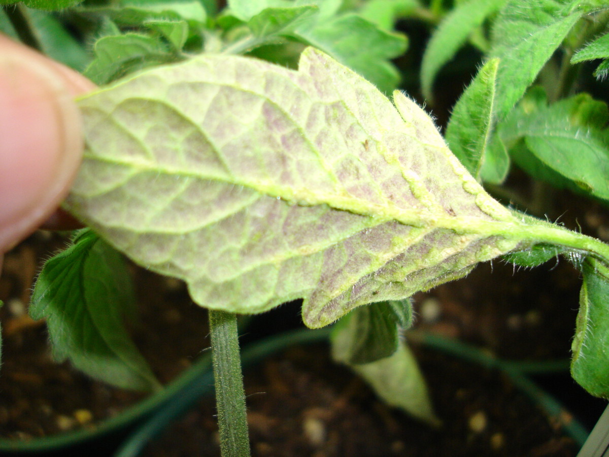 This lovely purple tint is a classic symptom of phosphorus deficiency in a tomato seedling.