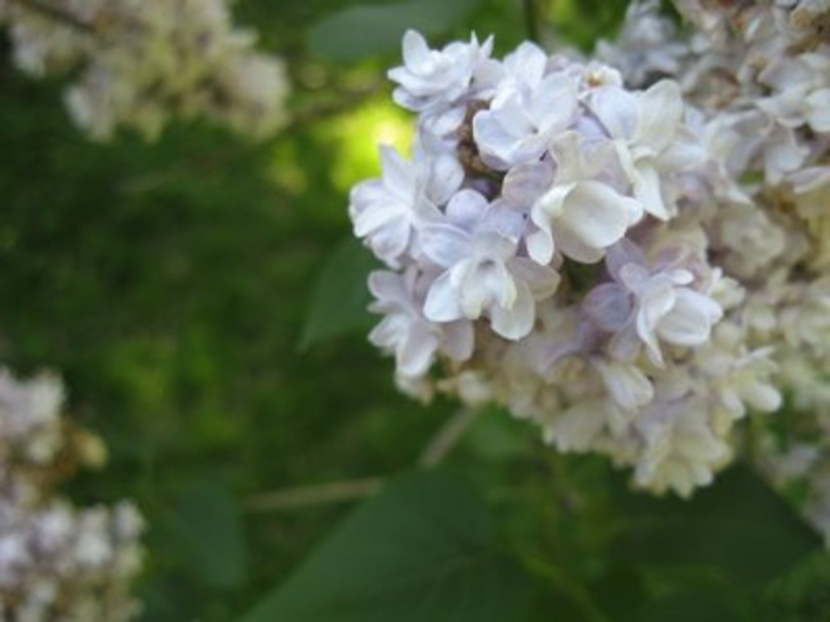 7 Kinds Of Fragrant Flowers For A Sweet Smelling Garden Dengarden