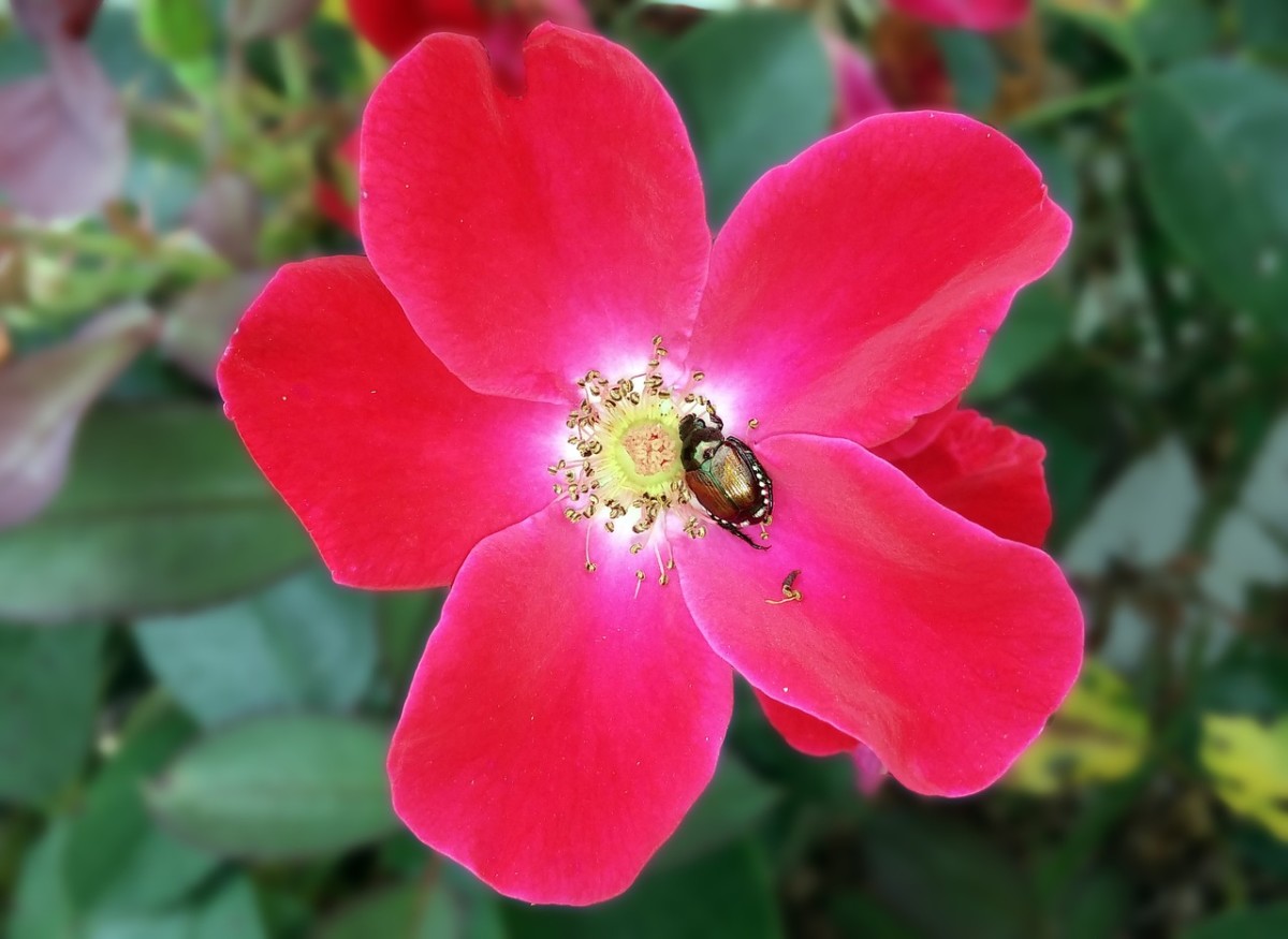 Knockouts are much more resistant to pests and diseases than most other rose varieties.