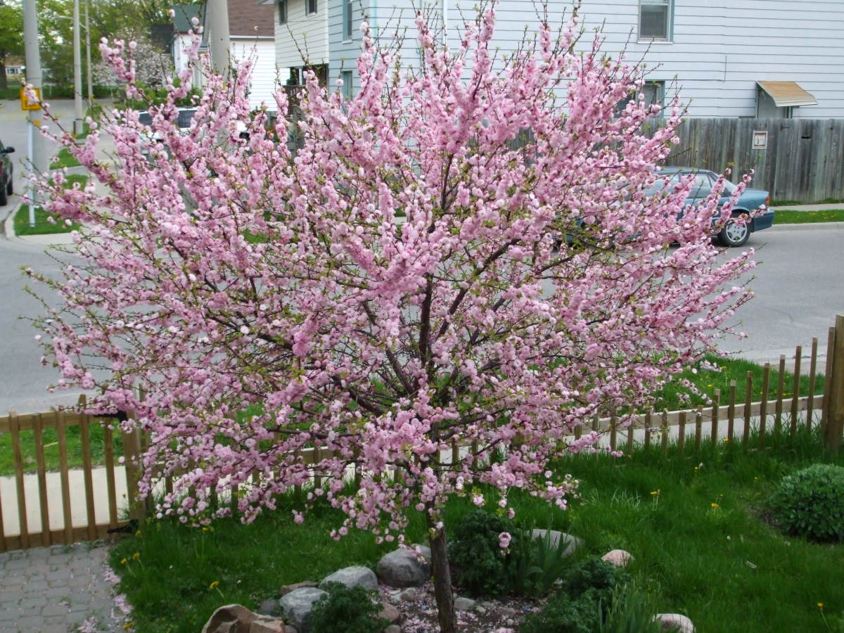 39 Best White Flowering Trees for Your Garden and Landscaping