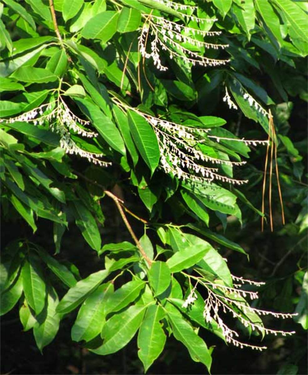 39 Small Trees (Under 30 Feet) for a Small Yard or Garden - Dengarden