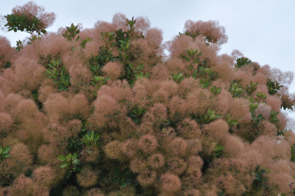 39 Small Trees (Under 30 Feet) for a Small Yard or Garden - Dengarden