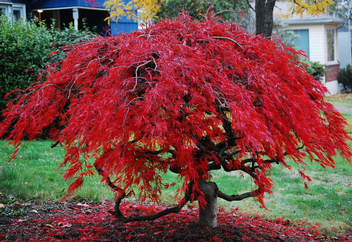 Japanese red maple