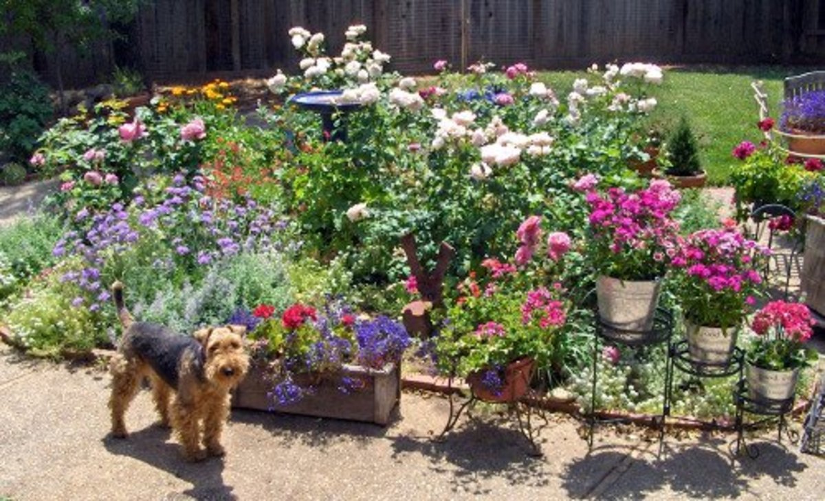 dog-friendly-garden