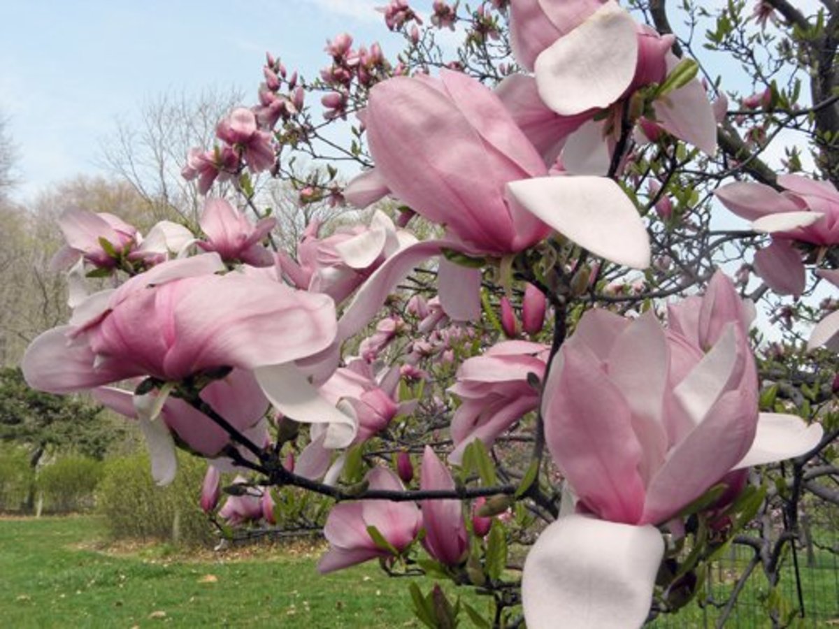 Several pinkie magnolia blooms.