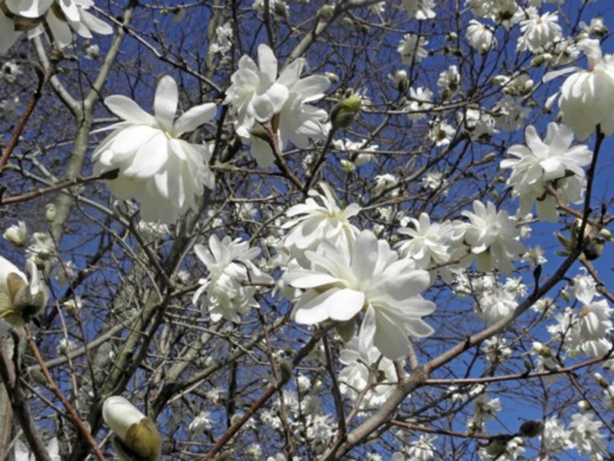 Many blooms on a Magnolia x loebneri powder puff.