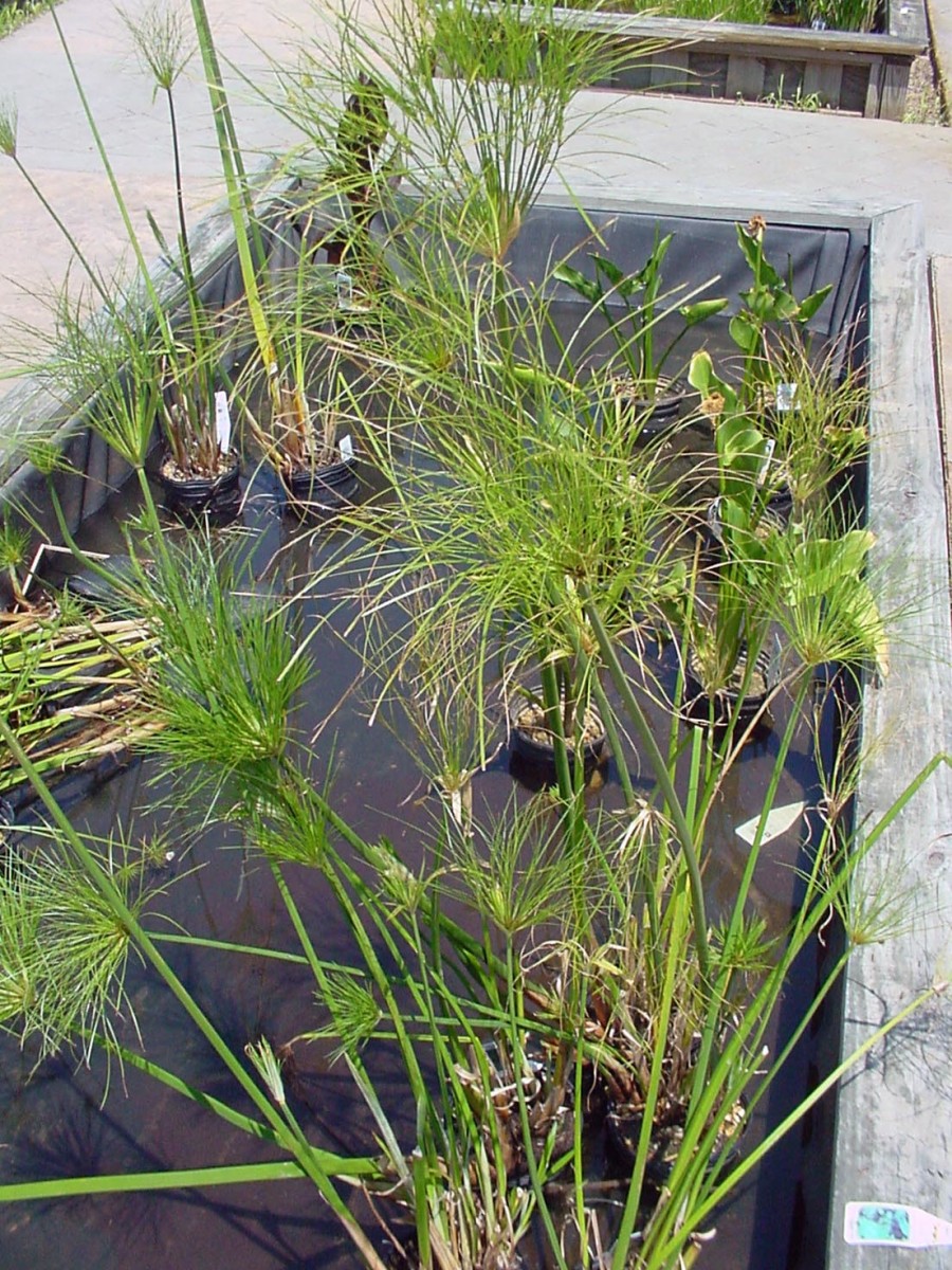 Pond Plants - Papyrus