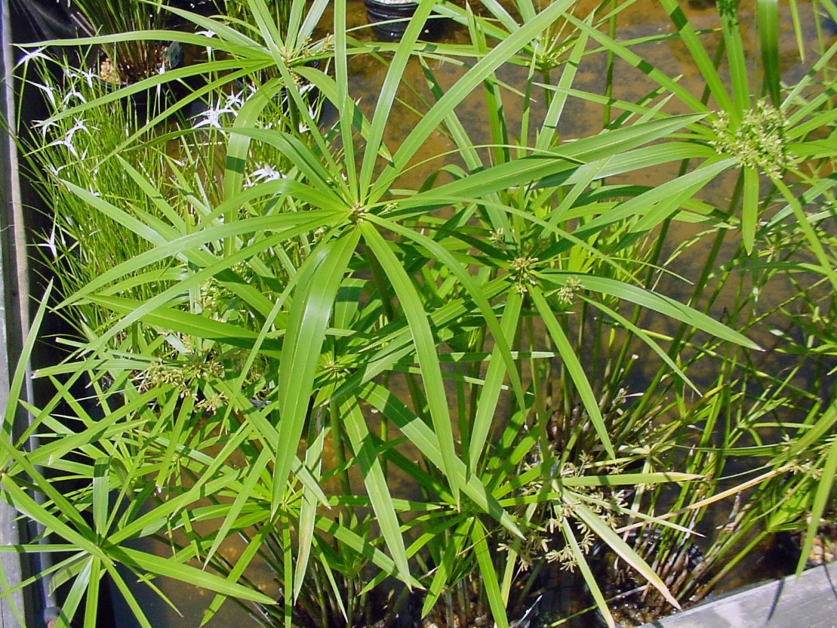 Pond Plant - Umbrella Palm