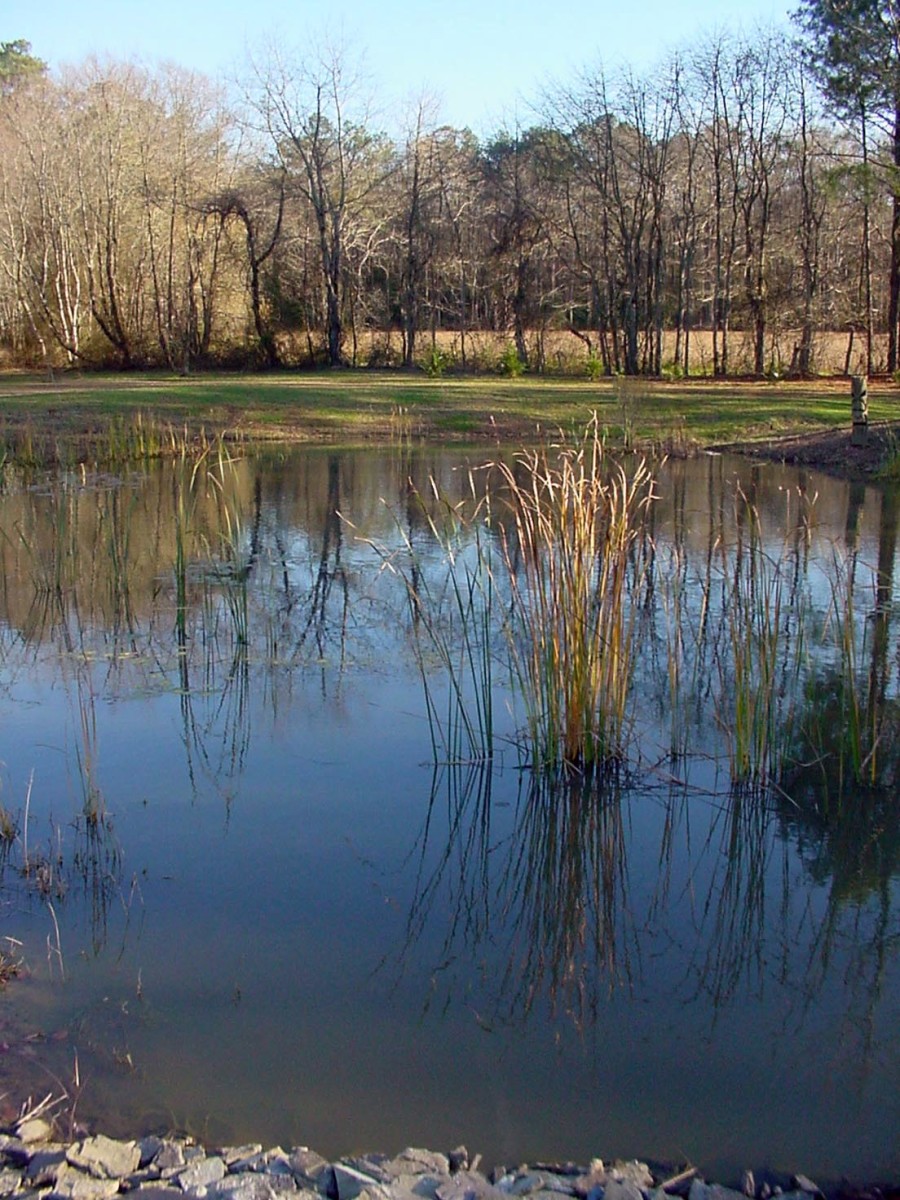 Large Pond Needs No Aeration - Natural Breeze Will Do It