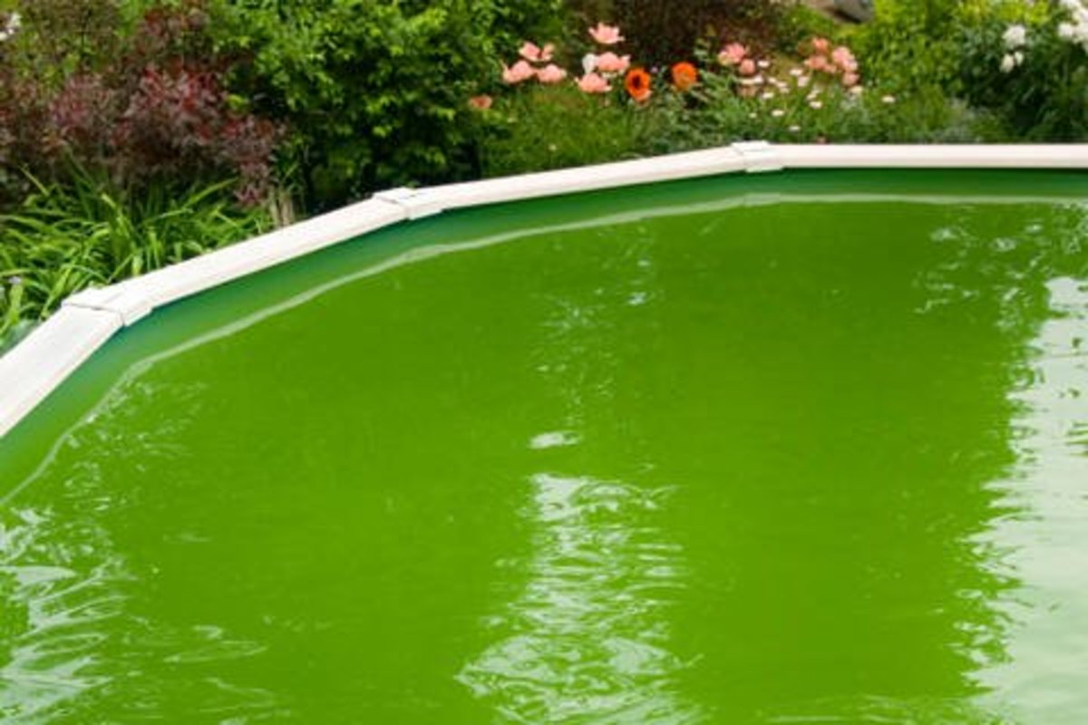 algae build up in pool