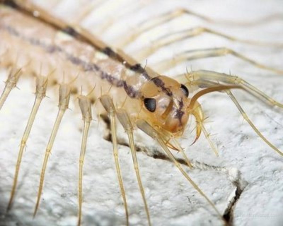 How to Kill House Centipedes