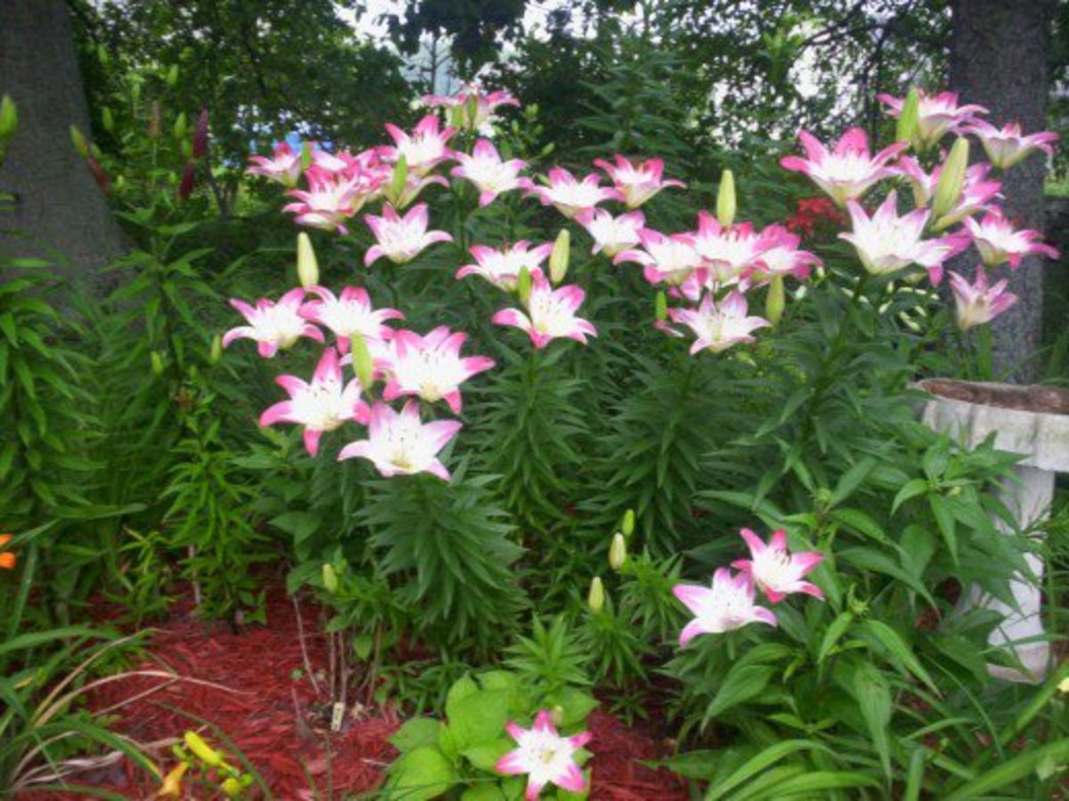 This is the Lollipop lily. It is one that is almost everyone's favorite.