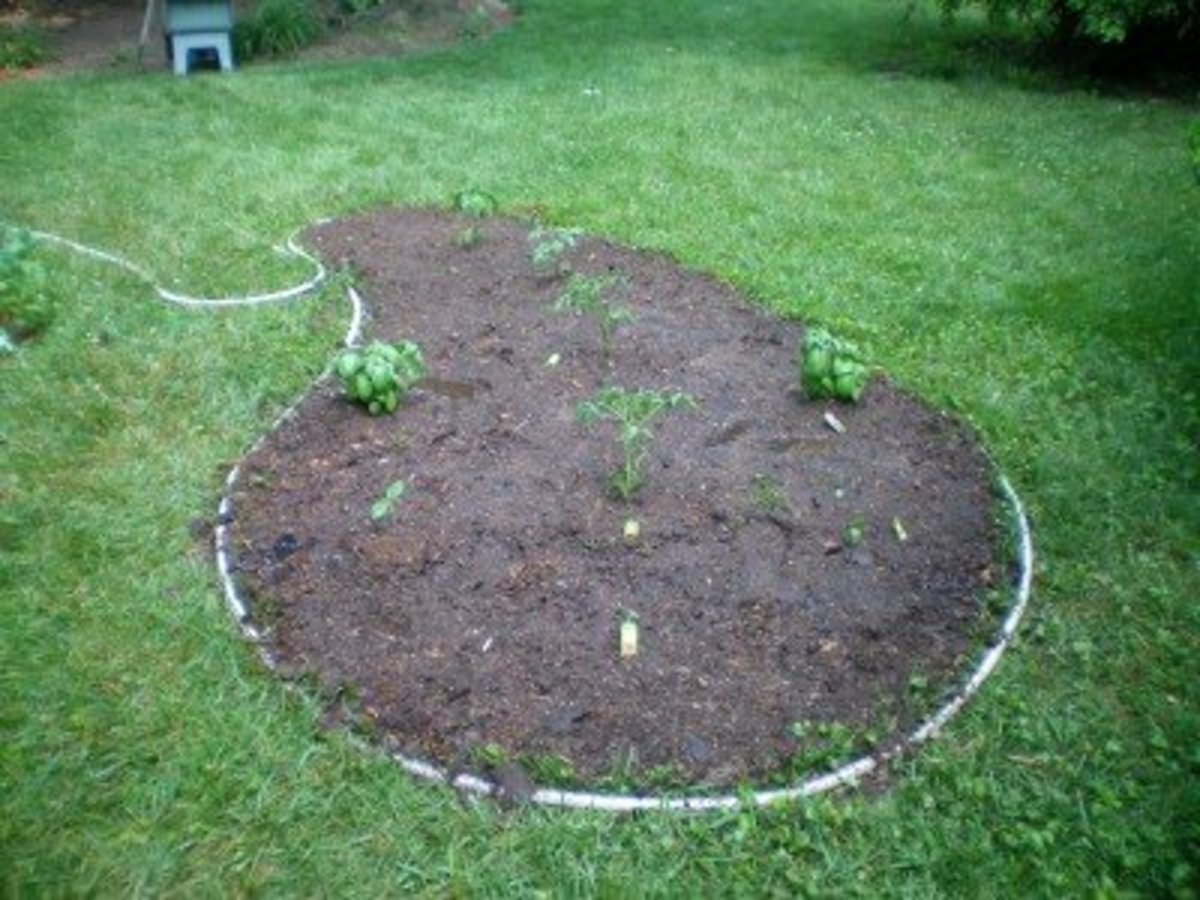 Lazy Gardening: Designing a Kidney-Shaped Garden Bed