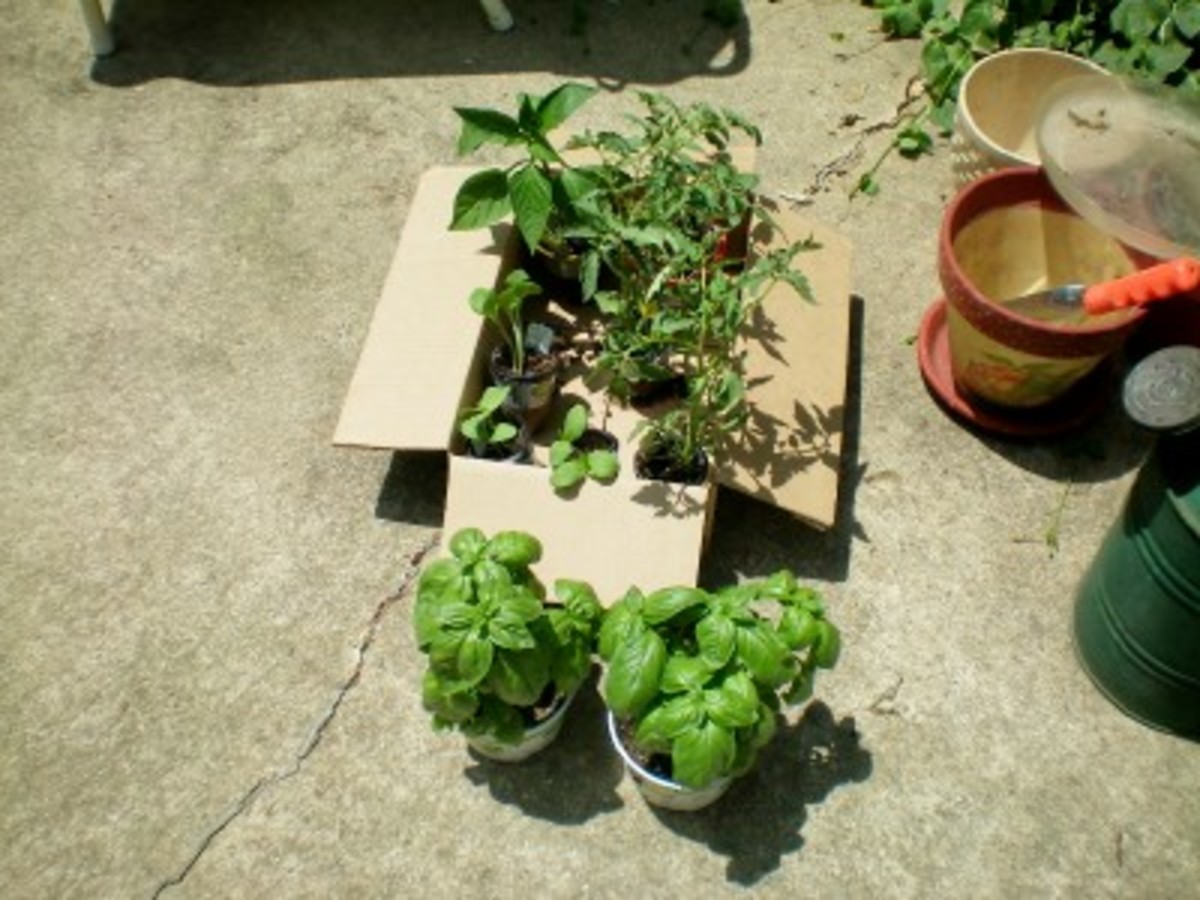 My little box of tomato, pepper, and squash transplants.