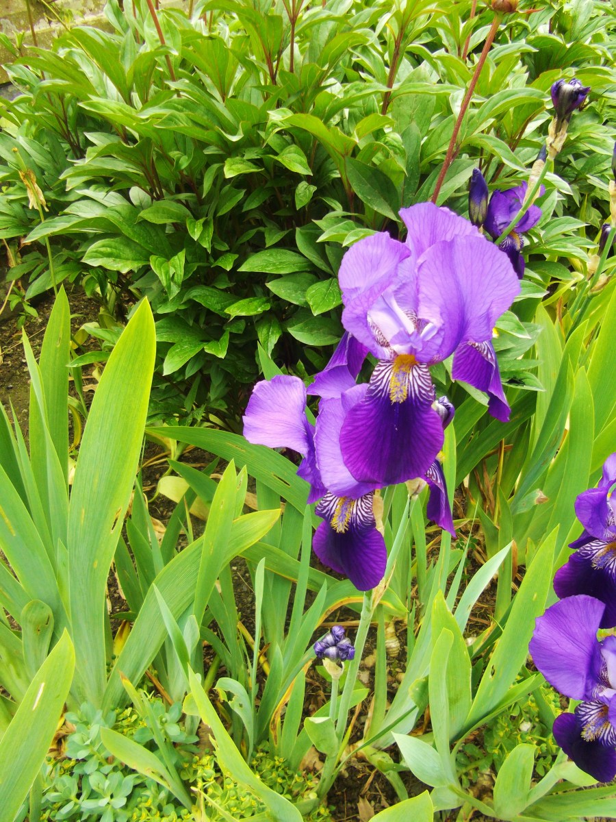 How to Make Bouquets of Cut Flowers Last Longer Dengarden