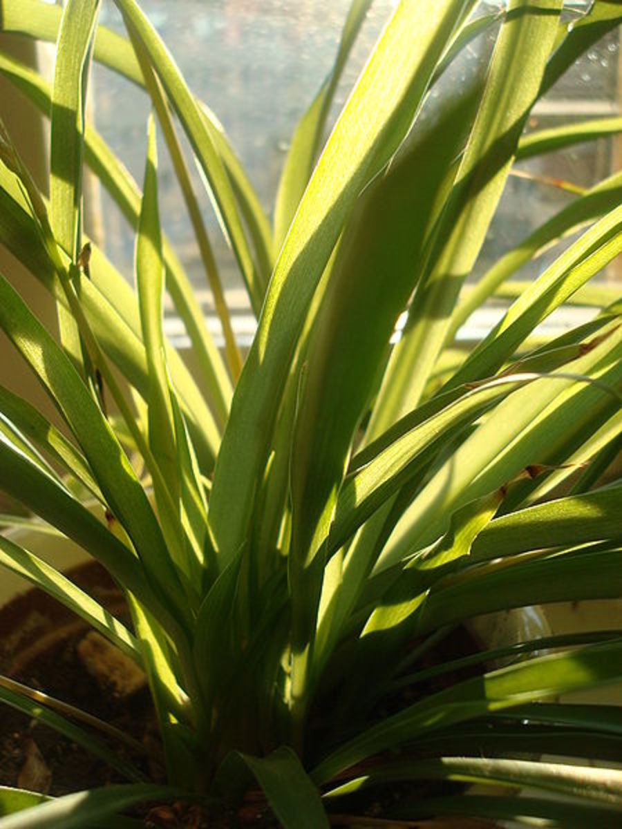 The spider plant does well in almost any indoor light intensity.