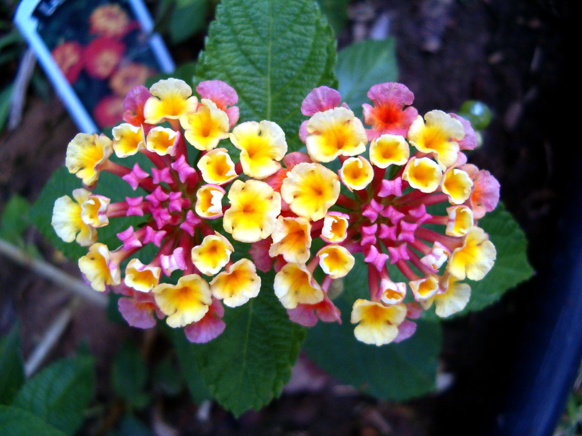 Facts About the Lantana Flower - Dengarden