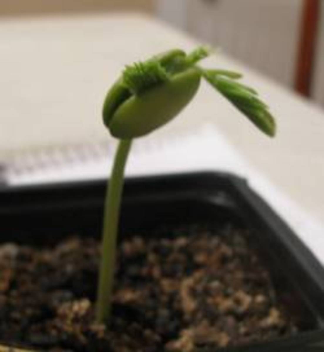 Close up of seedling.