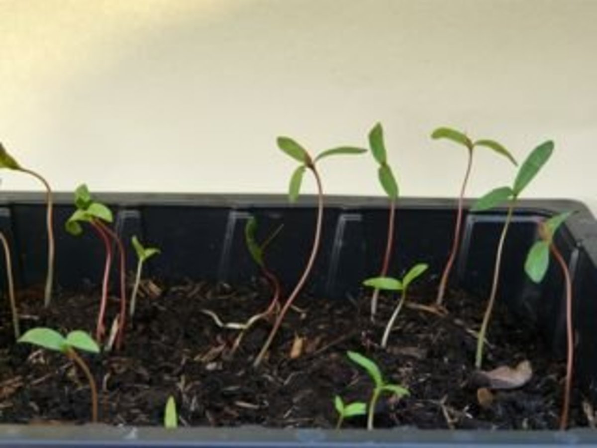 Seedlings have already started to grow.
