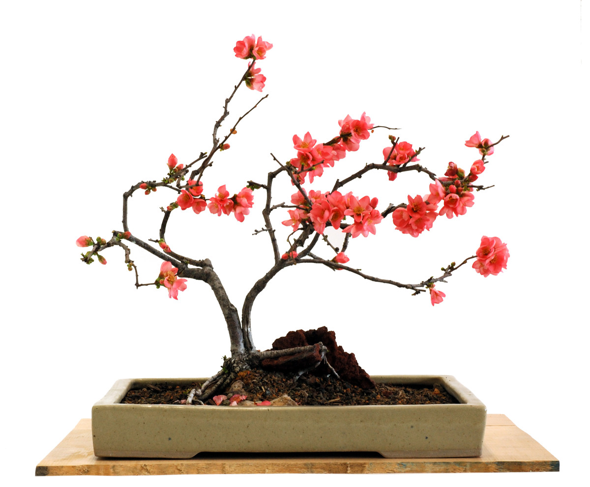 How to Grow Your Own Bonsai Tree Dengarden