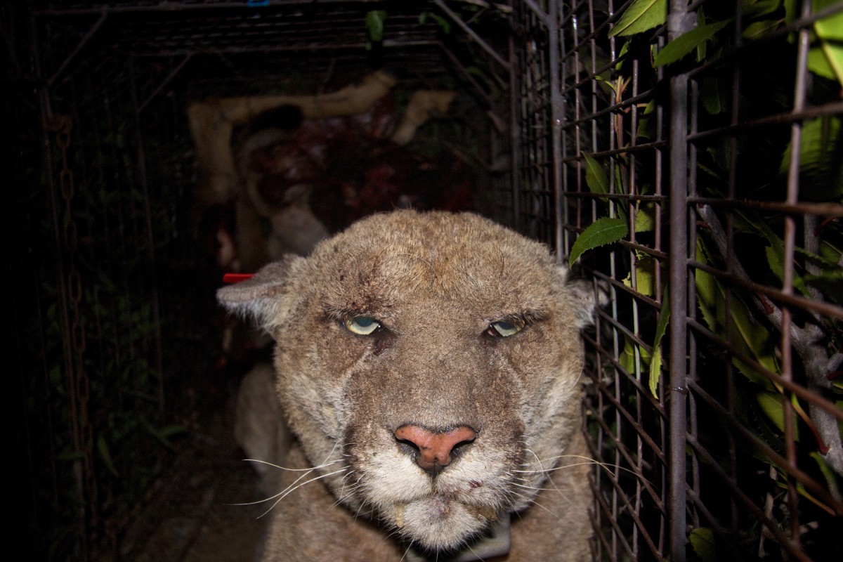 P-22, a mountain lion that lives in Griffith Park in Los Angeles.  His coat shows signs of mange attributed to rat poison but he was treated after this photo was taken.