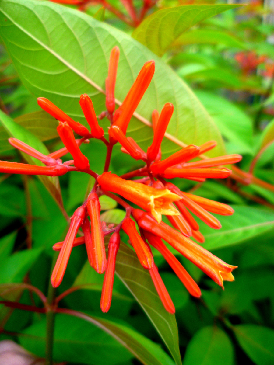 Blossom of Firebush, also called Hummingbird Shrub 