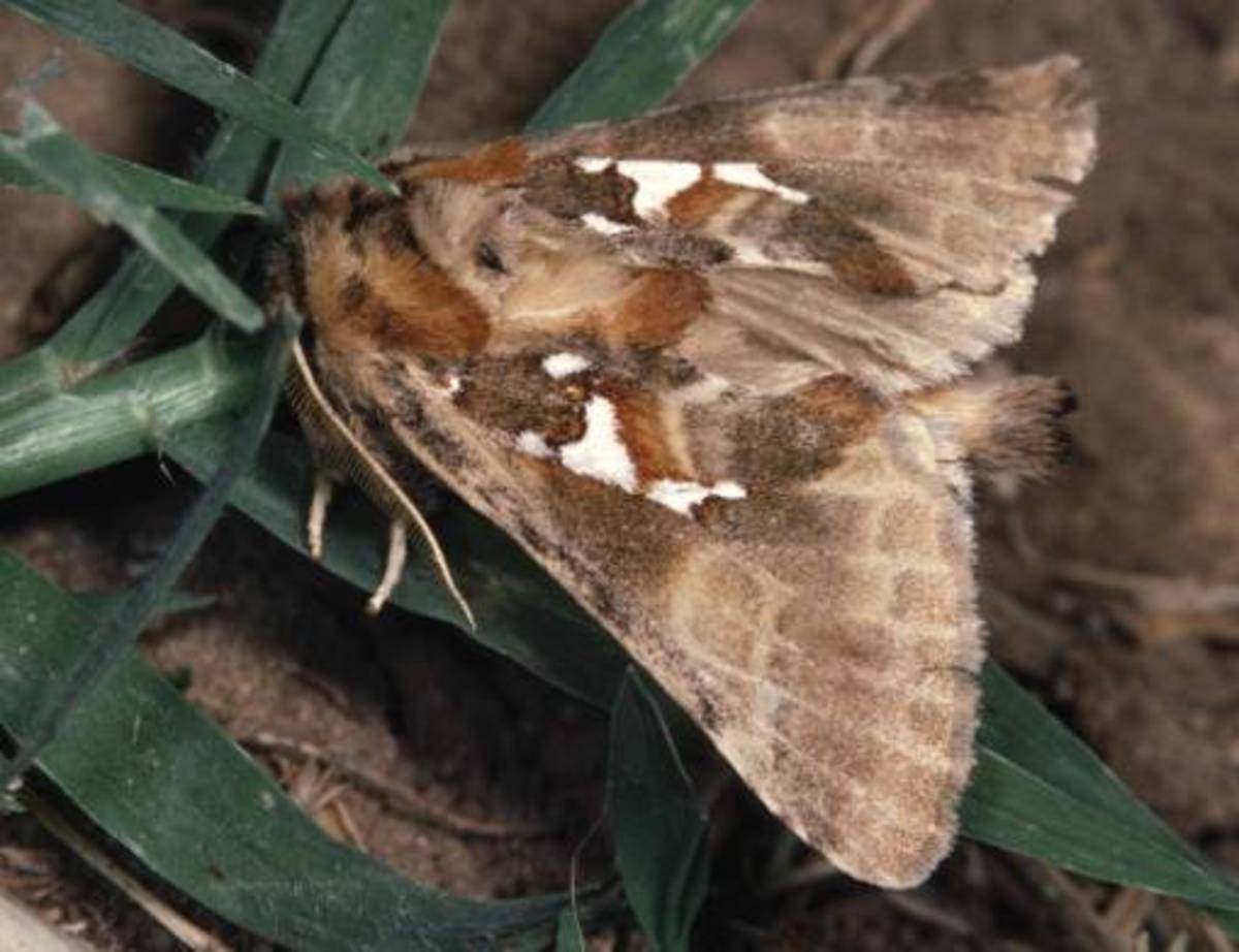 Pine Processionary Moth (Thaumetopoea pityocampa)